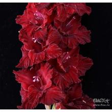 ГЛАДИОЛУС РОБИН ГУД 3шт-пакет