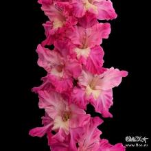 ГЛАДИОЛУС САДЫ СЕМИРАМИДЫ 3шт-пакет