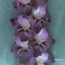 ГЛАДИОЛУС САПФИРОВАЯ ТАЙНА 3шт-пакет