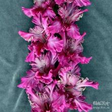 ГЛАДИОЛУС СОНГ 3шт-пакет