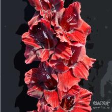 ГЛАДИОЛУС СТРАСТНОЕ СЕРДЦЕ 3шт-пакет