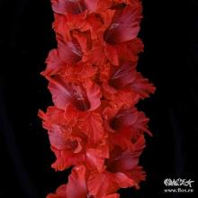 ГЛАДИОЛУС СУПЕРЗВЕЗДА 3шт-пакет