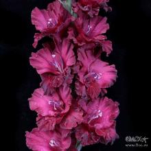 ГЛАДИОЛУС ТАМБОВ 1921 3шт-пакет