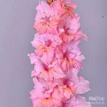 ГЛАДИОЛУС ФЕМА 3шт-пакет