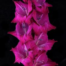 ГЛАДИОЛУС ФИОЛЕТОВАЯ ЧИСТОТА 3шт-пакет