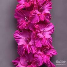 ГЛАДИОЛУС ЧАРИКОВА ОРХИДЕЯ 3шт-пакет