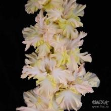 ГЛАДИОЛУС ЧАРОДЕЙКА 3шт-пакет