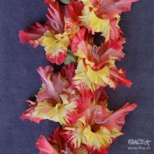 ГЛАДИОЛУС ЧЕБУРАШКА 3шт-пакет