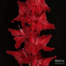 ГЛАДИОЛУС ЧРВОНЫЙ КРОУЛЬ 3шт-пакет