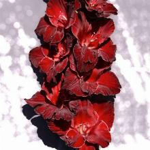 ГЛАДИОЛУС ЧЕРНЫЙ АТОМ 3шт-пакет