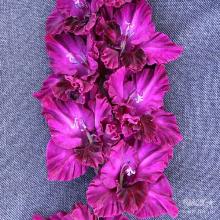 ГЛАДИОЛУС ЧЕРНОСЛИВ 3шт-пакет