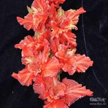 ГЛАДИОЛУС ЧЕШИРСКИЙ КОТ 3шт-пакет