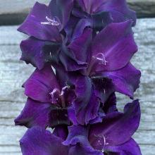 ГЛАДИОЛУС ШИПШЕЙН 3шт-пакет