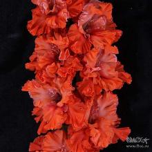 ГЛАДИОЛУС ЮРА ШЕВЧУК 3шт-пакет