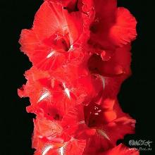 ГЛАДИОЛУС ЮГ (СВЕТОЧ) 3шт-пакет