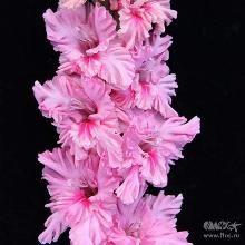 ГЛАДИОЛУС ЯДРЕНА МАЛИНА 3шт-пакет