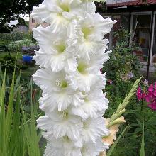 ГЛАДИОЛУС ДМИТРИЙ СОЛУНСКИЙ 3шт-пакет