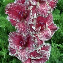 ГЛАДИОЛУС ПОЛЛЮКС ЭКЗОТИК 3шт-пакет