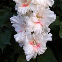 ГЛАДИОЛУС УАЙТ БАТЕРФЛЯЙ 3шт-пакет