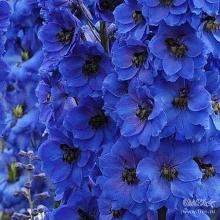 ДЕЛЬФИНИУМ БЛУ ТИТ горшок-с2