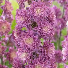 ДЕЛЬФИНИУМ ХАЙЛЕНДЕР ФЛАМЕНКО горшок-с2