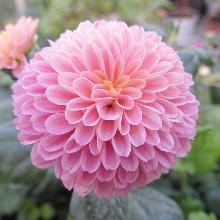 ХРИЗАНТЕМА КОРЕЙСКАЯ РОЗОВЫЙ ПОМПОН горшок-с3