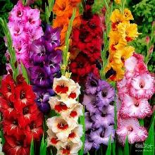 ГЛАДИОЛУС СМЕСЬ СОРТОВ н/ф 3-разбор