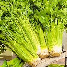 РАССАДА СЕЛЬДЕРЕЙ ЧЕРЕШКОВЫЙ ПАСКАЛЬ кассета-6шт