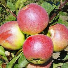 ЯБЛОНЯ ФЛАГМАН 1-ЛЕТКА пакет