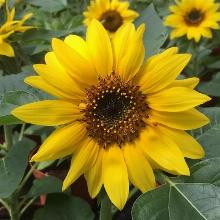 ПОДСОЛНЕЧНИК ДЕКОРАТИВНЫЙ горшок-с2 флос