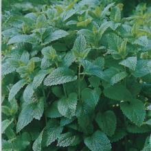 РАССАДА МЕЛИССА ЛИМОННАЯ кассета-6шт