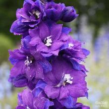 ДЕЛЬФИНИУМ КРИСТЕЛЬ горшок-с1