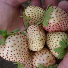 РАССАДА КЛУБНИКА БЕЛЫЙ ШВЕД горшок-с1