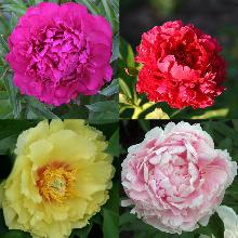 ПИОН СМЕСЬ СОРТОВ пакет