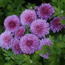 ХРИЗАНТЕМА КОРЕЙСКАЯ ЯРОСЛАВНА пакет