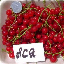 СМОРОДИНА КРАСНАЯ АСЯ пакет