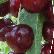 ВИШНЯ НОЧКА пакет