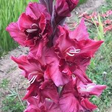 ГЛАДИОЛУС ВИВА 3шт-пакет