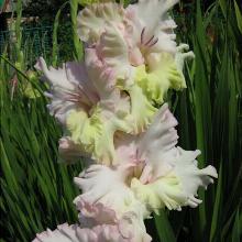 ГЛАДИОЛУС КОКЕТКА 3шт-пакет