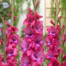 ГЛАДИОЛУС ЛЮМЬЕР 3шт-пакет