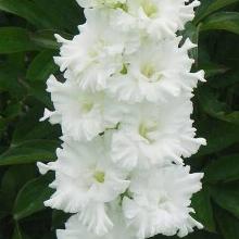 ГЛАДИОЛУС МИРОСЛАВА НЕМЦОВА 3шт-пакет