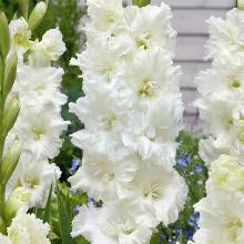 ГЛАДИОЛУС МУРМАНСК 3шт-пакет