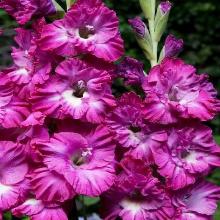 ГЛАДИОЛУС НАЙРОБИ ФРИЗЗЛ 3шт-пакет