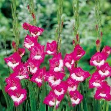 ГЛАДИОЛУС ПЕРСЕЙ 3шт-пакет