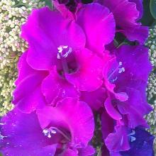 ГЛАДИОЛУС ПУРПУРНЫЙ ГРАНД ПАВОРОТТИ 3шт-пакет