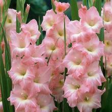 ГЛАДИОЛУС РОУЗ СЮПРИМ 3шт-пакет