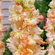 ГЛАДИОЛУС СОЧИ 3шт-пакет