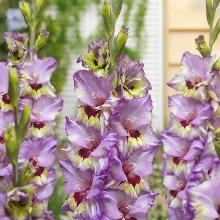 ГЛАДИОЛУС ФАННИ ФИКШН 3шт-пакет