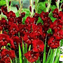 ГЛАДИОЛУС ХОЛЛАНД ПЕРЛ 3шт-пакет