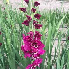 ГЛАДИОЛУС ЧАРМИНГ ГИАНТ 3шт-пакет